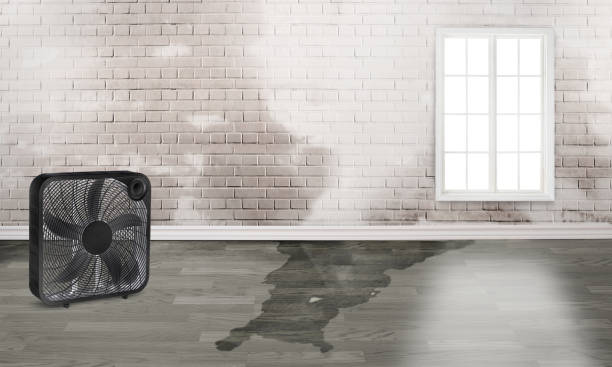 Best Water damage restoration near me  in Westhaven Moonstone, CA